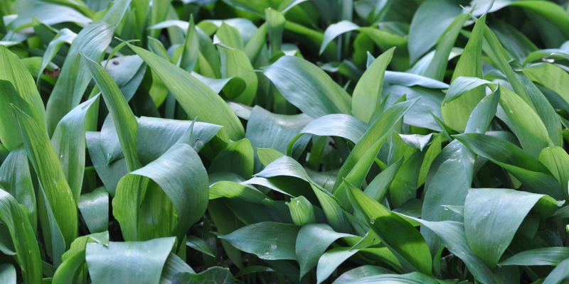 Wild Garlic Soup